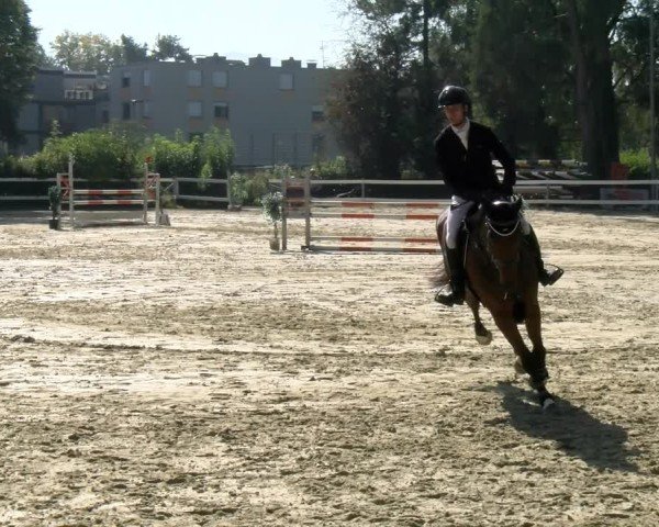 Reitturnier Bregenz 2024