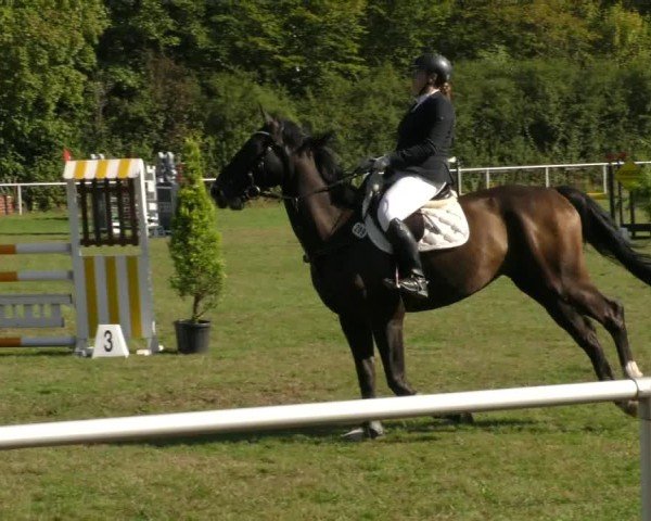 Reitturnier Wernigerode 2024