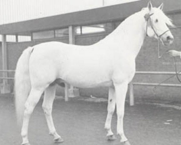 stallion Sedan ox (Arabian purebred, 1959, from Comet 1953 ox)