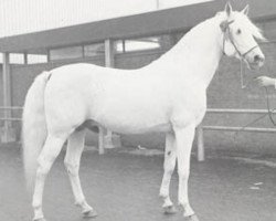 stallion Sedan ox (Arabian purebred, 1959, from Comet 1953 ox)