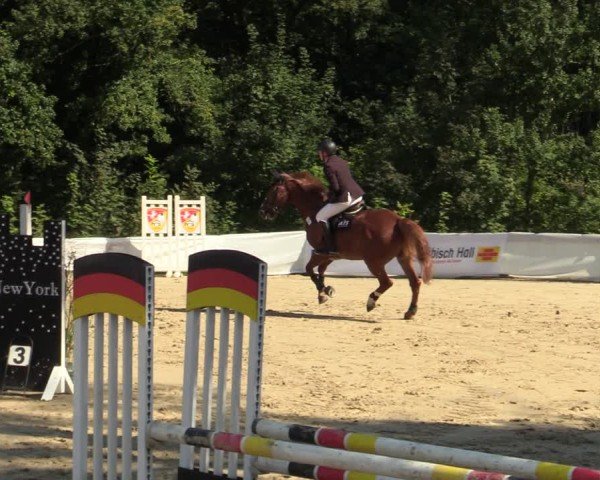 Reitturnier Buchenhof-Ibbenbüren 2024