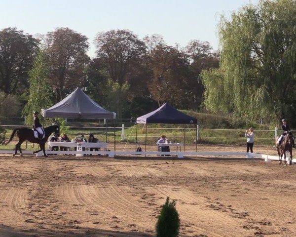 Reitturnier Schenkenhorst 2024