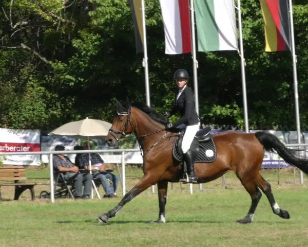 Reitturnier Wernigerode 2024