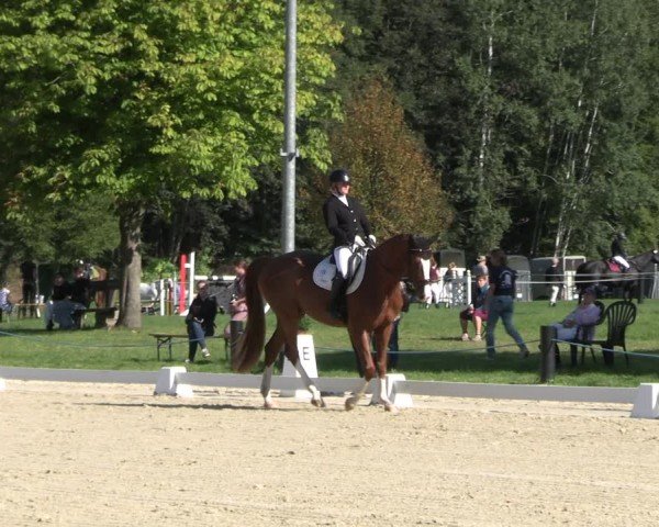 Reitturnier Seelitz 2024