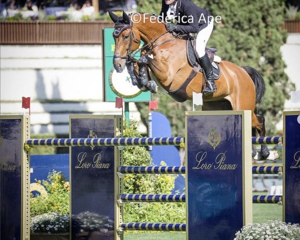 jumper Eddy Blue (Oldenburg show jumper, 2012, from Eldorado van de Zeshoek)