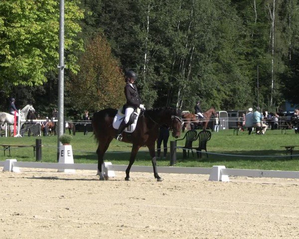 Reitturnier Seelitz 2024