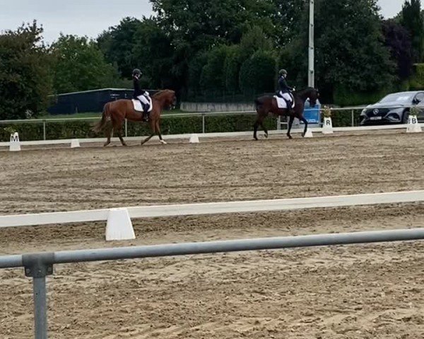 Reitturnier Heinsberg 2024