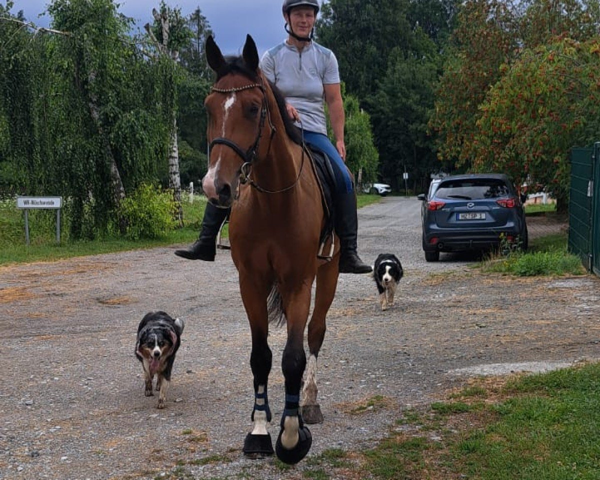 jumper Volkhardt Chacfly (Oldenburg show jumper, 2019, from Chacfly PS)