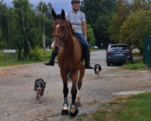 Springpferd Volkhardt Chacfly (Oldenburger Springpferd, 2019, von Chacfly PS)