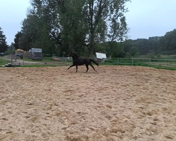 Video of Stute von Gründleinshofs Gipfelstürmer / FS Champion de Luxe
