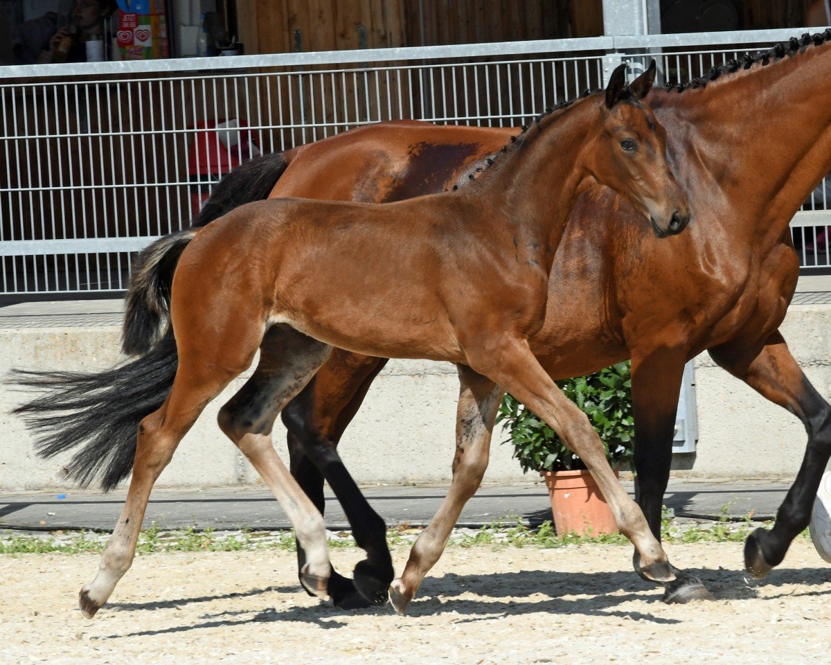 horse Don (German Warmblood, 2024, from Decurio 3)