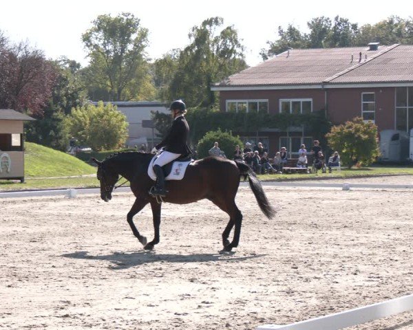 Reitturnier Langenfeld - Gut Langfort 2024