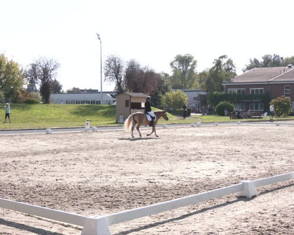 Reitturnier Langenfeld - Gut Langfort 2024