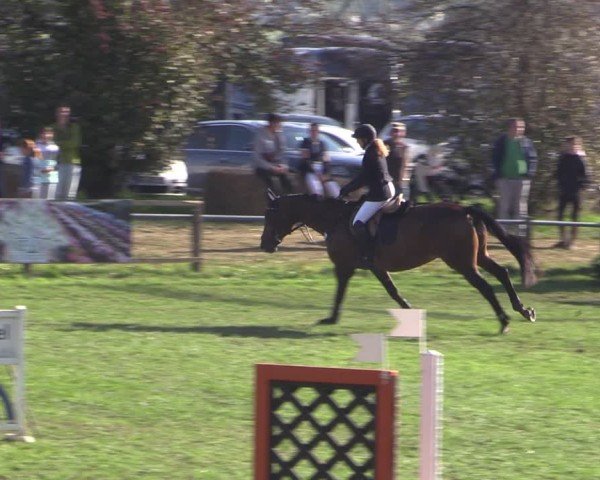 Reitturnier Crivitz 2024