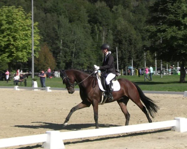 Reitturnier Seelitz 2024