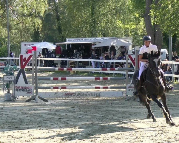 Reitturnier Bregenz 2024