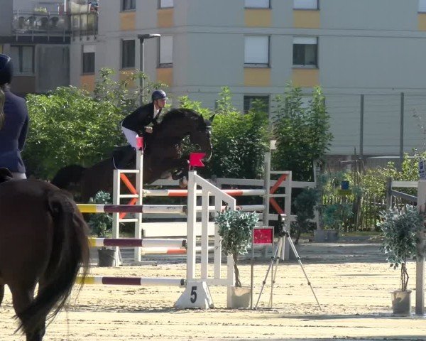 Reitturnier Bregenz 2024