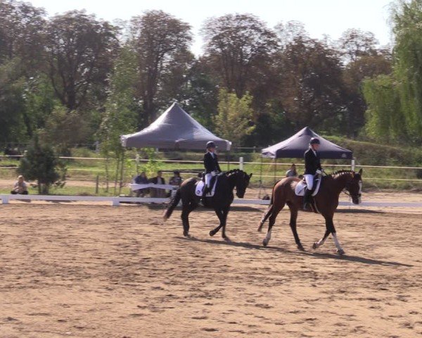 Reitturnier Schenkenhorst 2024