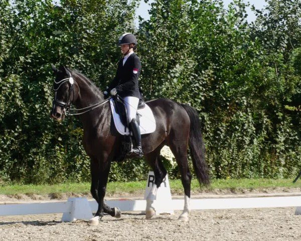 Reitturnier Rodgau-Weiskirchen 2024