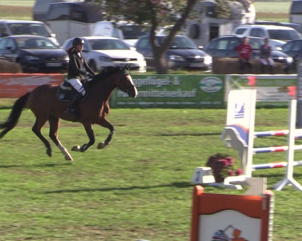 Reitturnier Crivitz 2024