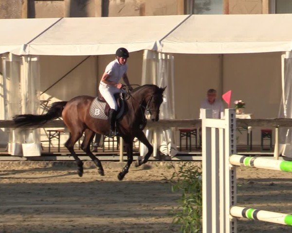 Reitturnier Buchenhof-Ibbenbüren 2024