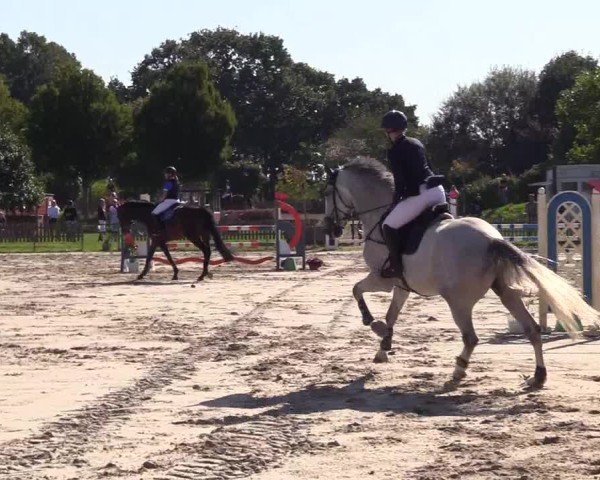 Reitturnier Breiholz "Am Moltkestein" 2024