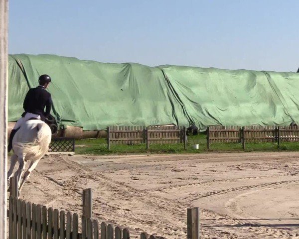 Reitturnier Breiholz "Am Moltkestein" 2024