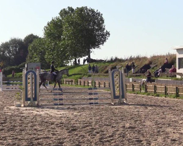 Reitturnier Breiholz "Am Moltkestein" 2024