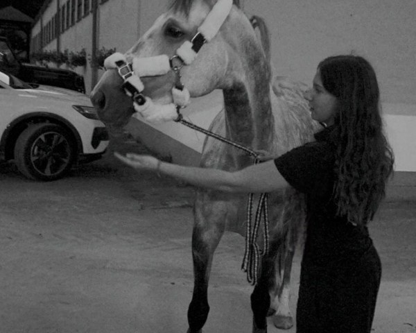 horse Be Happy 79 (Oldenburg show jumper, 2016, from Balous Bellini)