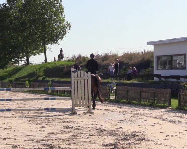 Reitturnier Breiholz "Am Moltkestein" 2024