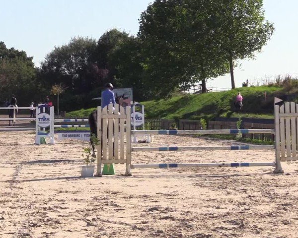 Reitturnier Breiholz "Am Moltkestein" 2024