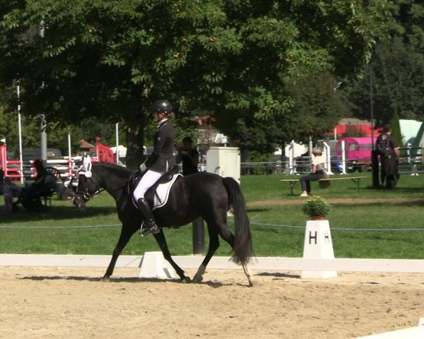 Reitturnier Seelitz 2024
