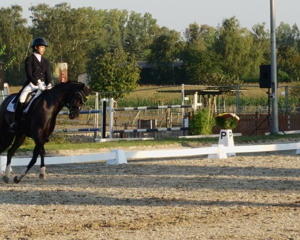 Reitturnier Rodgau-Weiskirchen 2024