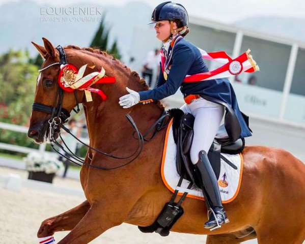 dressage horse Tc Athene (KWPN (Royal Dutch Sporthorse), 2005, from United)
