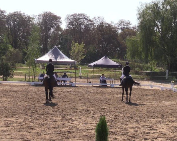 Reitturnier Schenkenhorst 2024