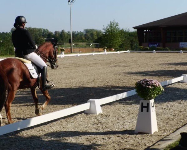 Reitturnier Rodgau-Weiskirchen 2024