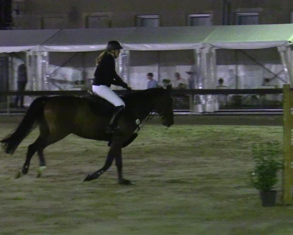 Reitturnier Buchenhof-Ibbenbüren 2024