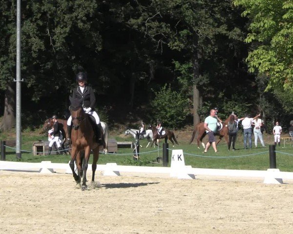 Reitturnier Seelitz 2024