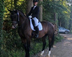 dressage horse Galahad 26 (Bavarian, 2011, from Gabbiano 9)