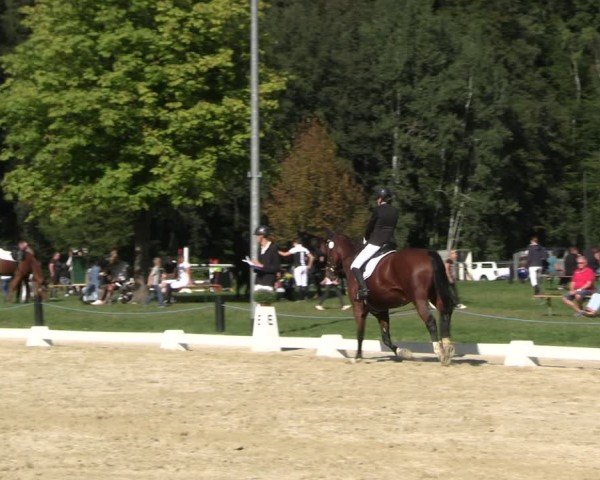 Reitturnier Seelitz 2024