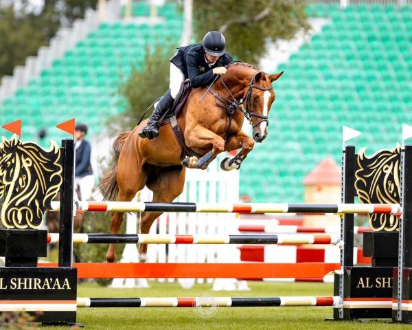 Pferd SS Oceania (KWPN (Niederländisches Warmblut), 2019, von Aganix du Seigneur)
