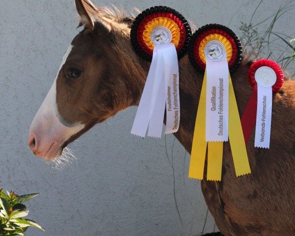 horse New Colorful Dream P (German Riding Pony, 2024, from FS Next Diamond)