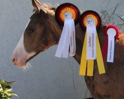 horse New Colorful Dream P (German Riding Pony, 2024, from FS Next Diamond)