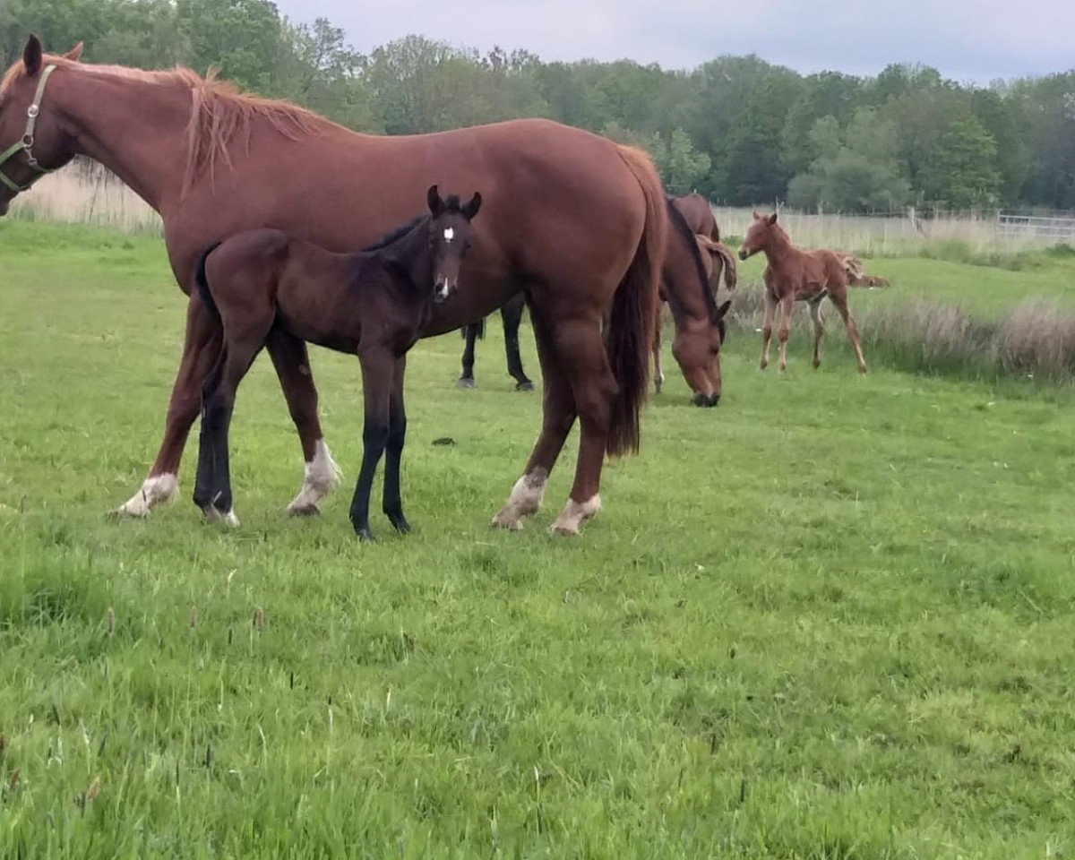 broodmare Nova Beleza PU Z (Zangersheide riding horse, 2021, from Nartago)
