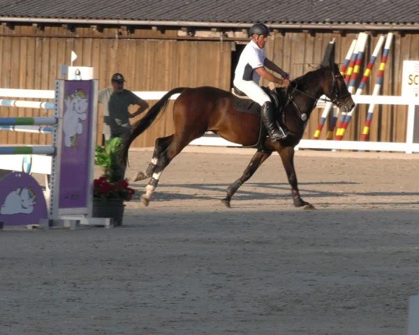 Reitturnier Memmingen 2024