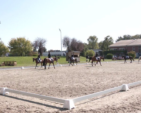 Reitturnier Langenfeld - Gut Langfort 2024