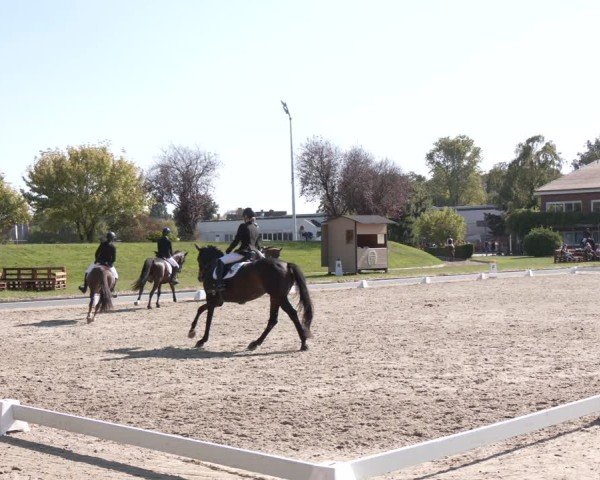 Reitturnier Langenfeld - Gut Langfort 2024