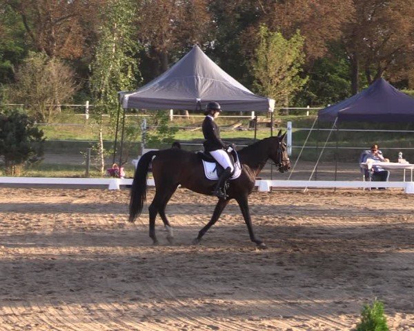 Reitturnier Schenkenhorst 2024