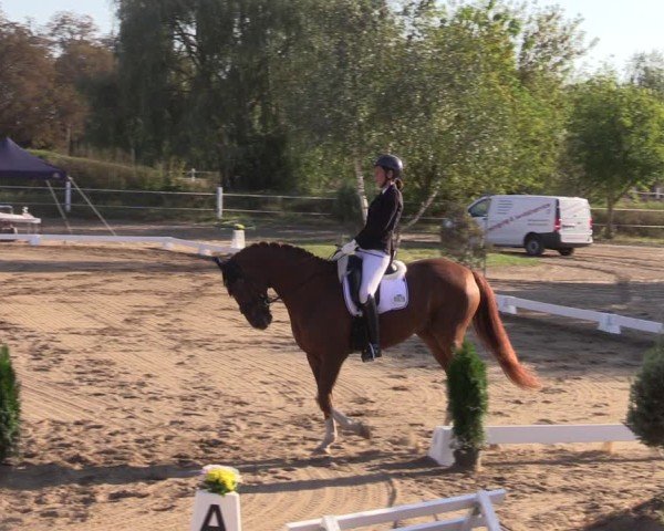 Reitturnier Schenkenhorst 2024