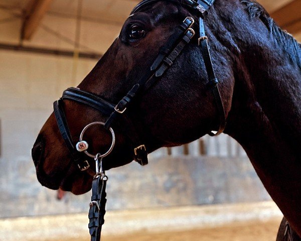 horse Lady Starlight xx (Thoroughbred, 2016, from Dabirsim xx)